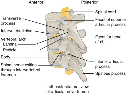 Spinal column segment